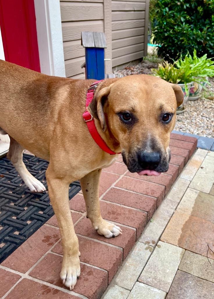 Rudy, Adoptable, Young Male Black Mouth Cur.
