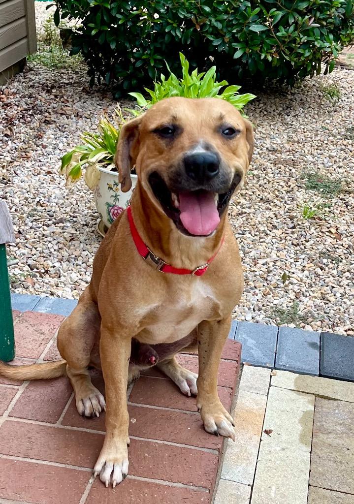 Enlarge Rudy, a Adoptable mixed breed in Gilmer, TX image 2/3