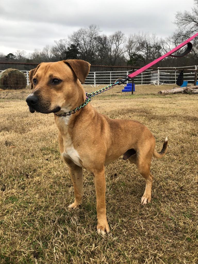 Enlarge Rudy, a Adoptable mixed breed in Gilmer, TX image 2/6