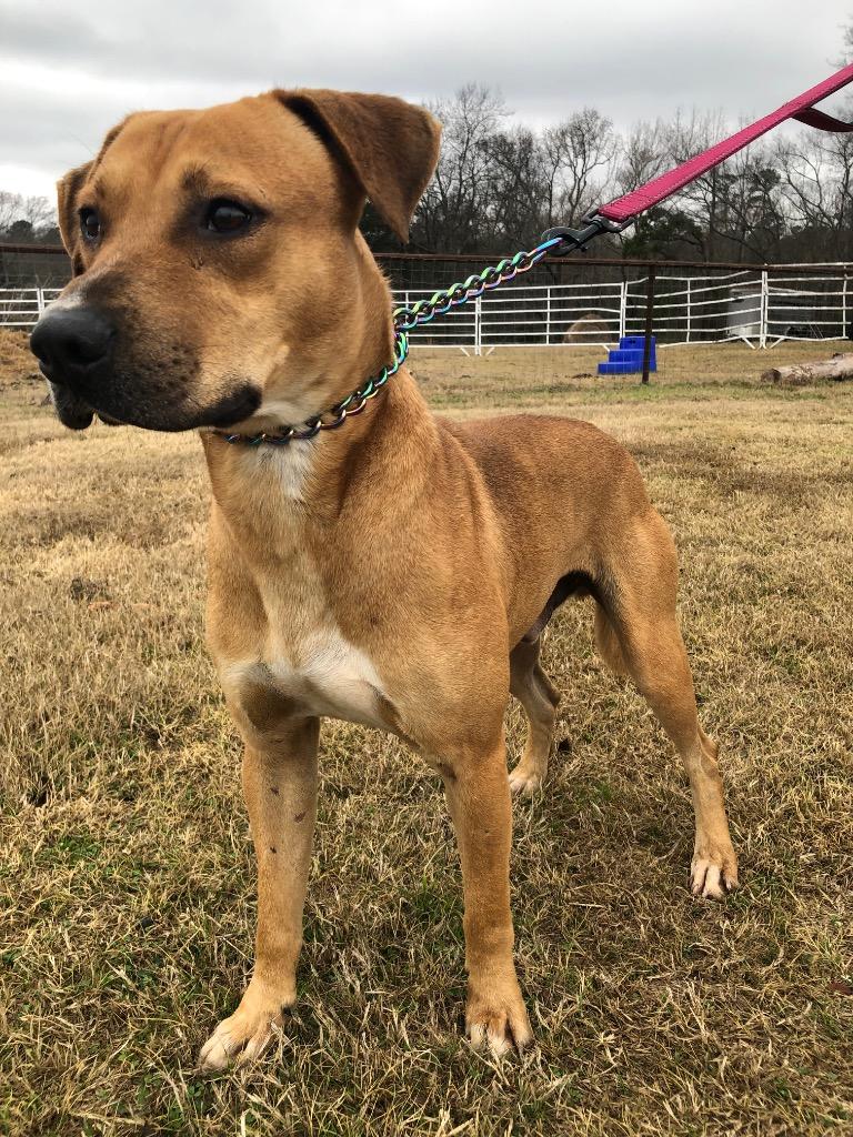 Enlarge Rudy, a Adoptable mixed breed in Gilmer, TX image 3/6