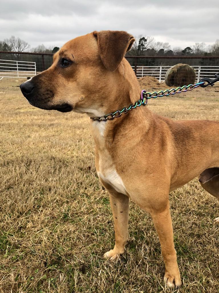 Rudy, a Adoptable mixed breed in Gilmer, TX image 3/6
