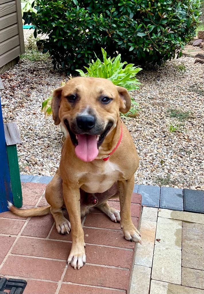 Enlarge Rudy, a Adoptable mixed breed in Gilmer, TX image 3/3