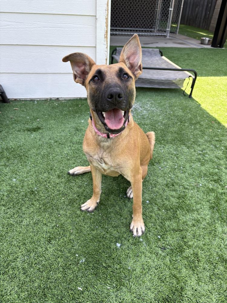 Calista, Adoptable, Puppy Female Belgian Shepherd / Malinois.
