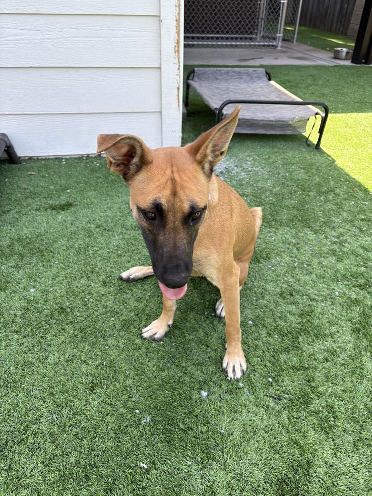 Enlarge Calista, a Adoptable mixed breed in Oakdale, CA image 2/5