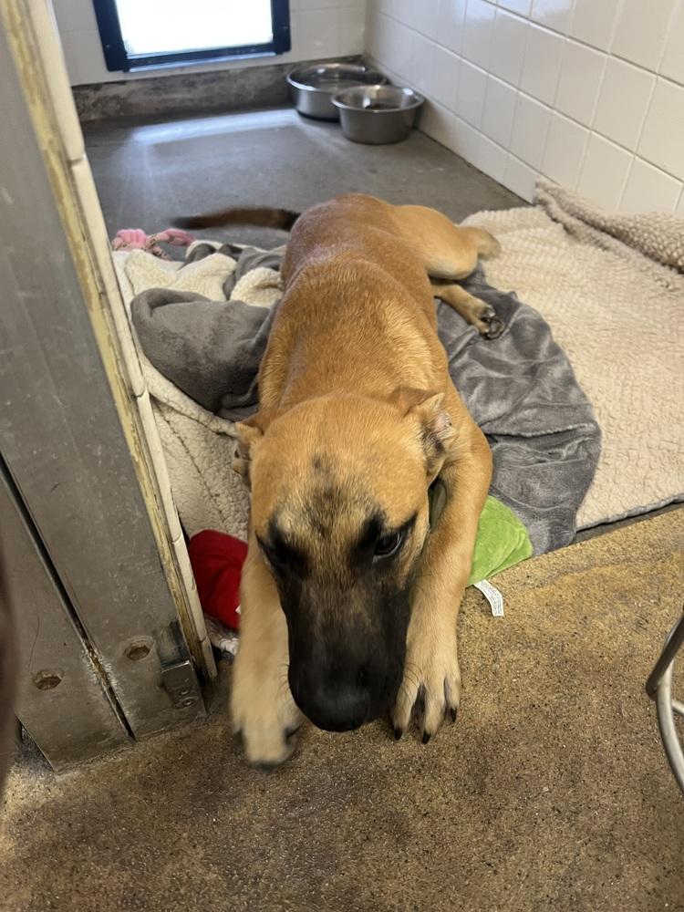 Calista, Adoptable, Puppy Female Belgian Shepherd / Malinois & Black Mouth Cur.
