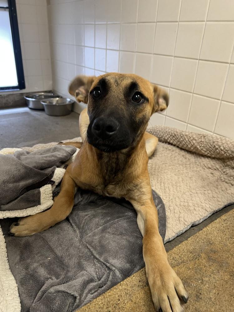 Enlarge Calista, a Adoptable mixed breed in Oakdale, CA image 2/3