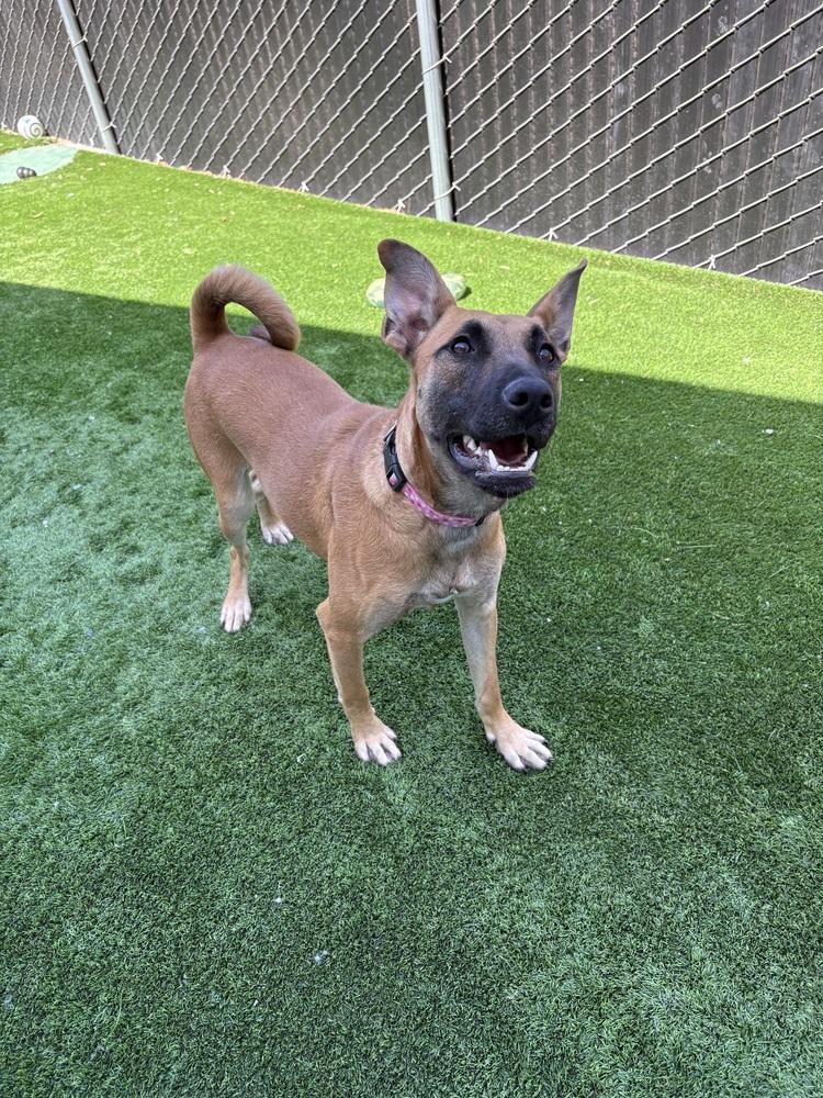 Enlarge Calista, a Adoptable mixed breed in Oakdale, CA image 3/5
