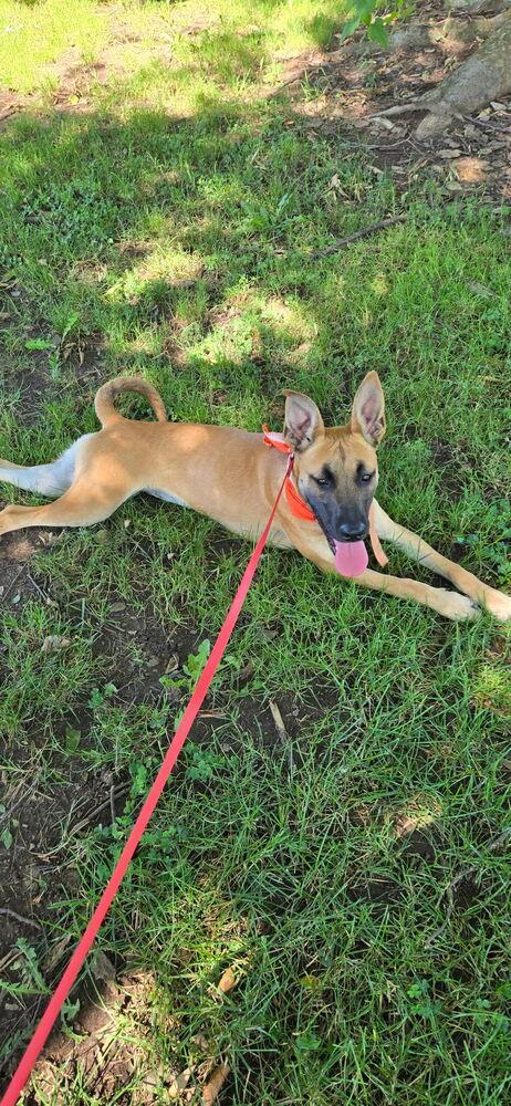 Enlarge Calista, a Adoptable mixed breed in Oakdale, CA image 3/6