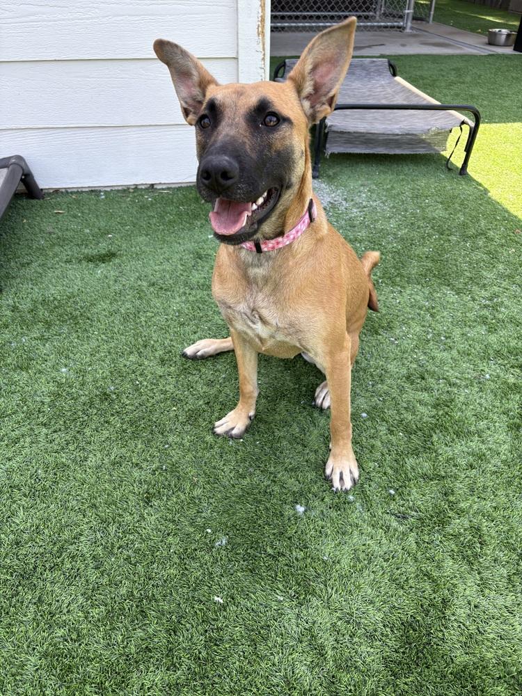 Enlarge Calista, a Adoptable mixed breed in Oakdale, CA image 4/5