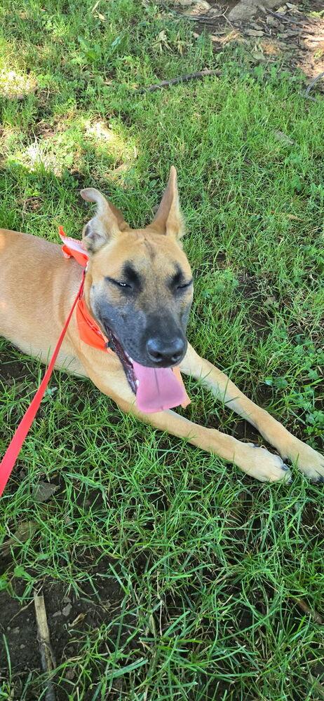 Enlarge Calista, a Adoptable mixed breed in Oakdale, CA image 4/6