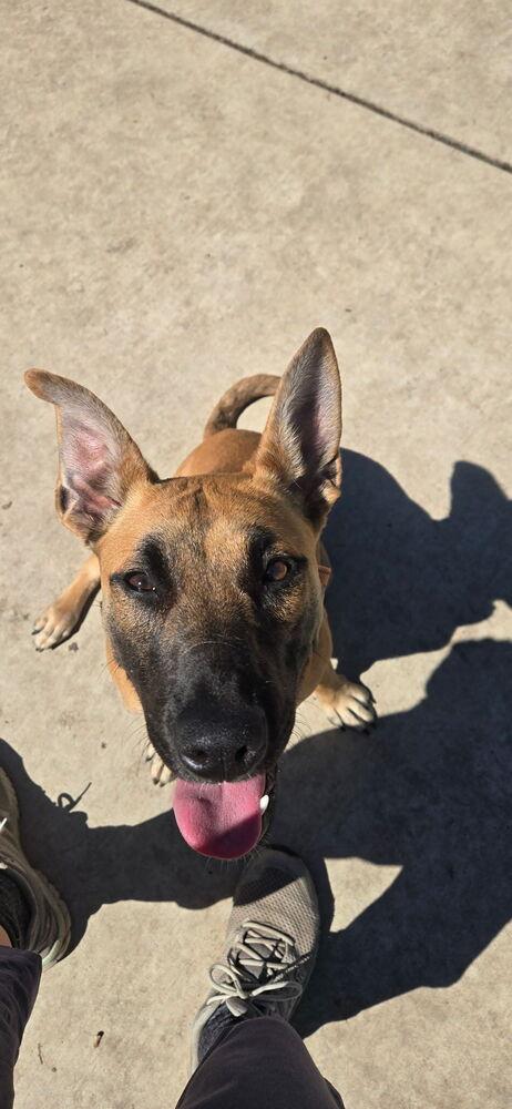 Enlarge Calista, a Adoptable mixed breed in Oakdale, CA image 5/6