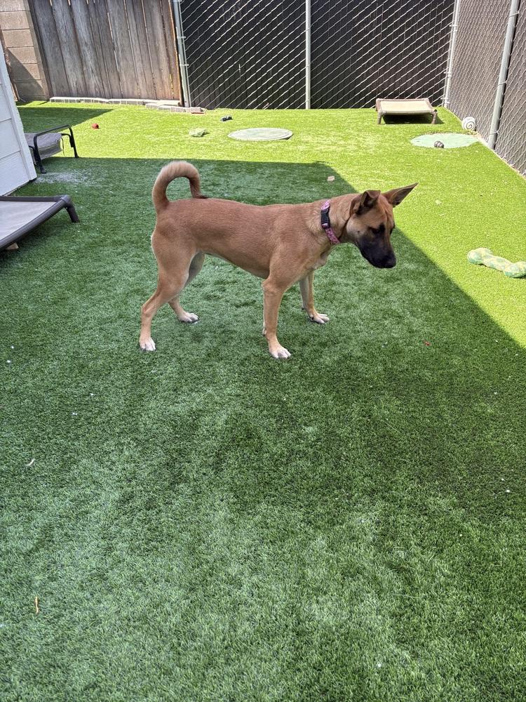 Enlarge Calista, a Adoptable mixed breed in Oakdale, CA image 5/5