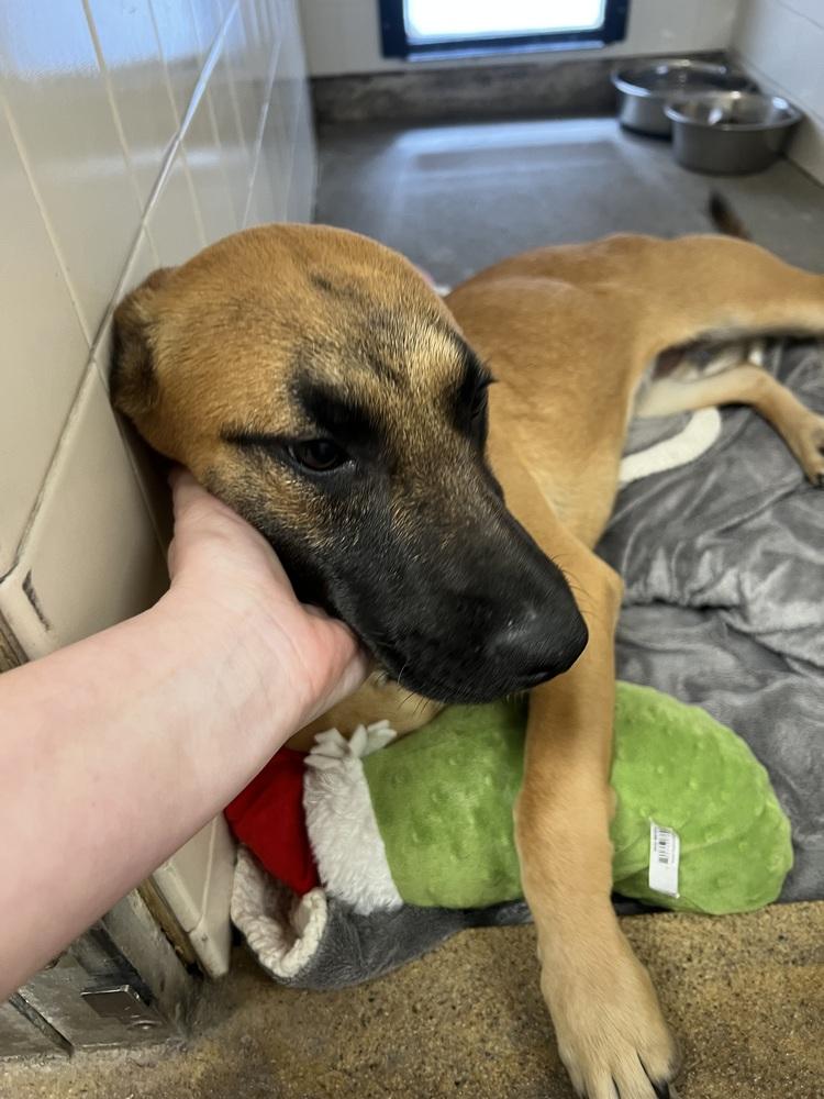 Enlarge Calista, a Adoptable mixed breed in Oakdale, CA image 3/3