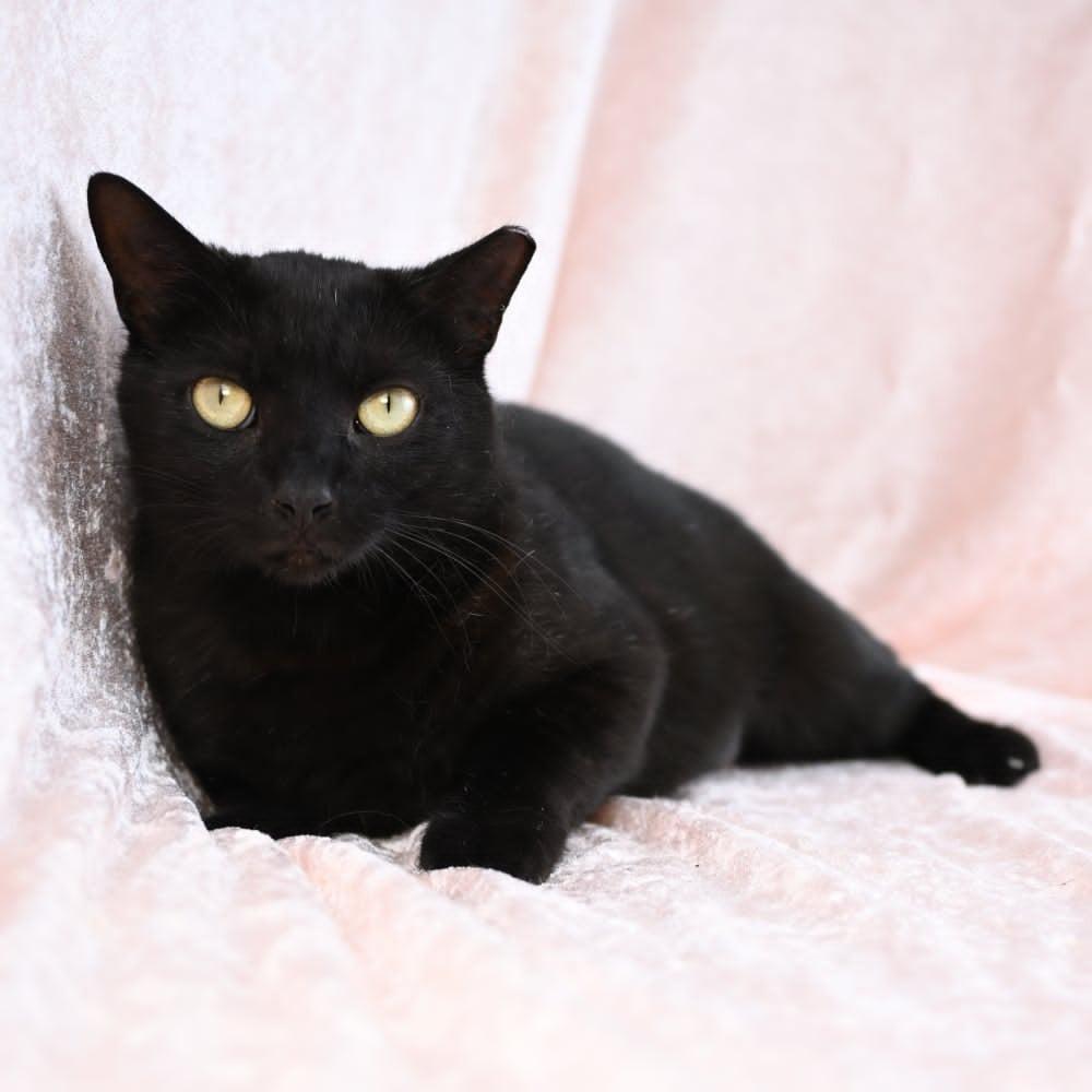 Enlarge Samantha, a Adoptable Domestic Short Hair in Mobile, AL image 1/6