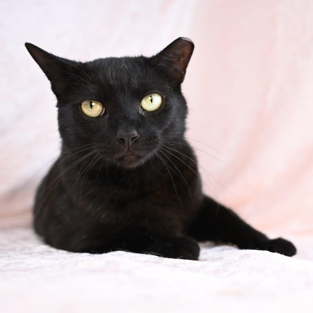 Samantha, Adoptable, Young Female Domestic Short Hair.