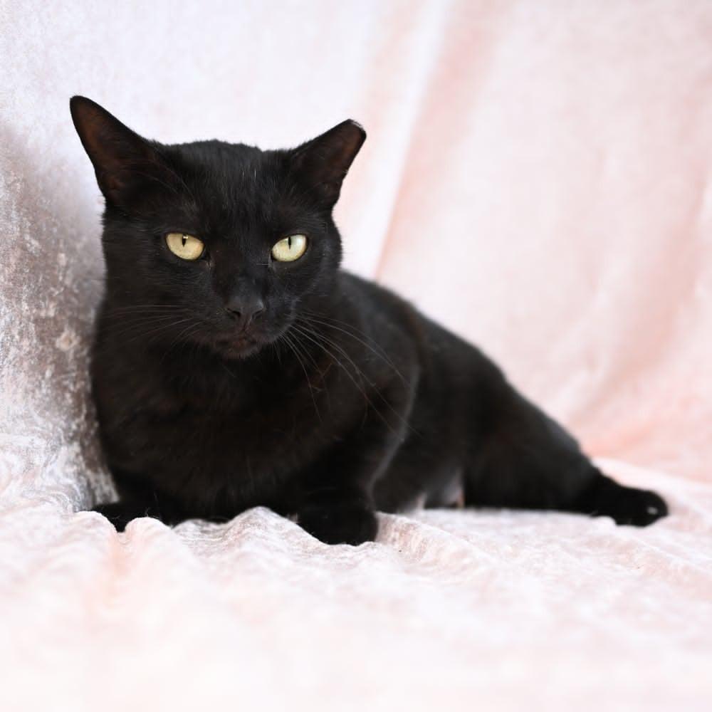 Enlarge Samantha, a Adoptable Domestic Short Hair in Mobile, AL image 3/6