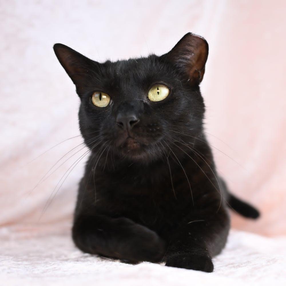 Enlarge Samantha, a Adoptable Domestic Short Hair in Mobile, AL image 4/6