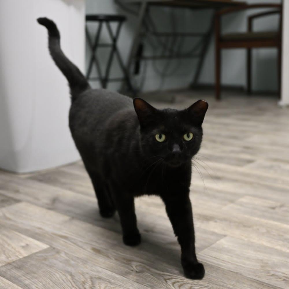 Enlarge Samantha, a Adoptable Domestic Short Hair in Mobile, AL image 5/6