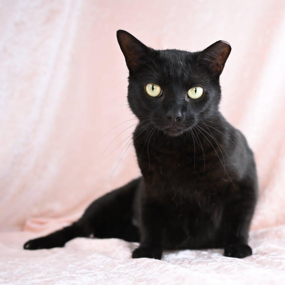 Enlarge Samantha, a Adoptable Domestic Short Hair in Mobile, AL image 6/6