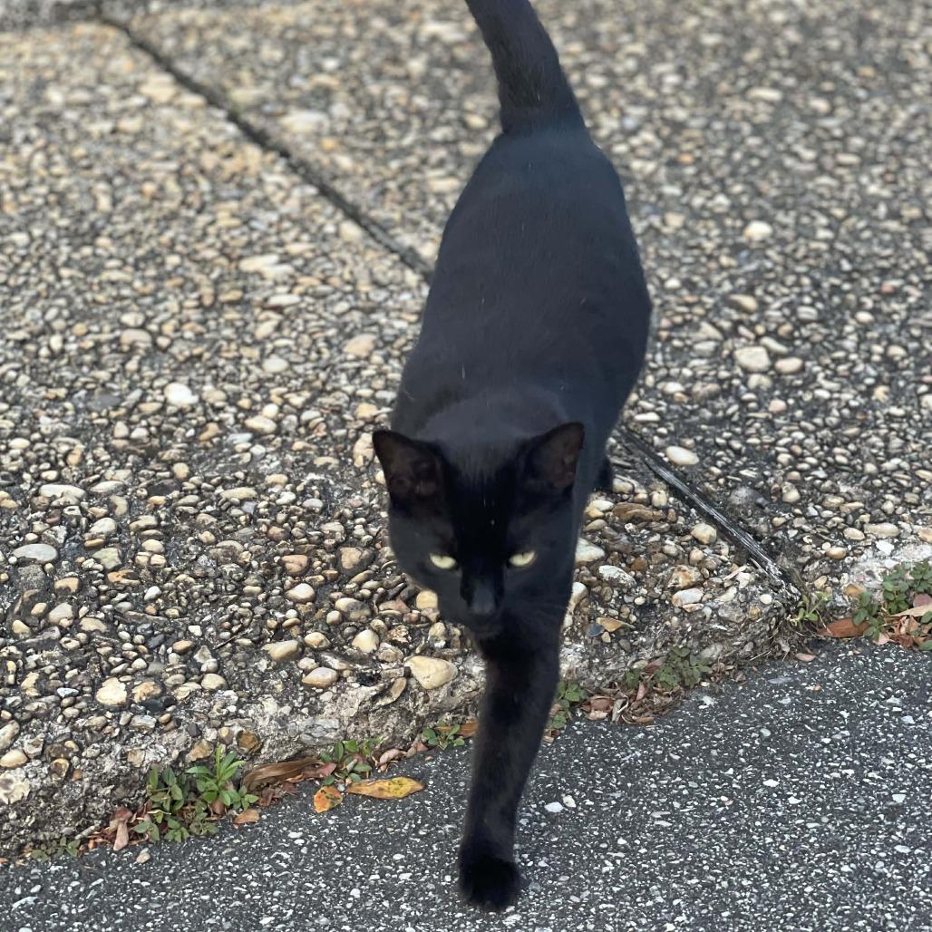 Samantha, Adoptable, Young Female Domestic Short Hair.