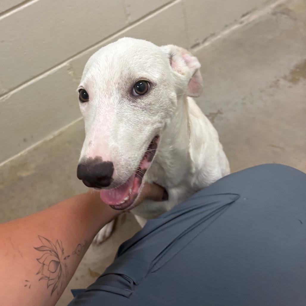 Irving - 062903U, Adoptable, Young Male Labrador Retriever & Mixed Breed.