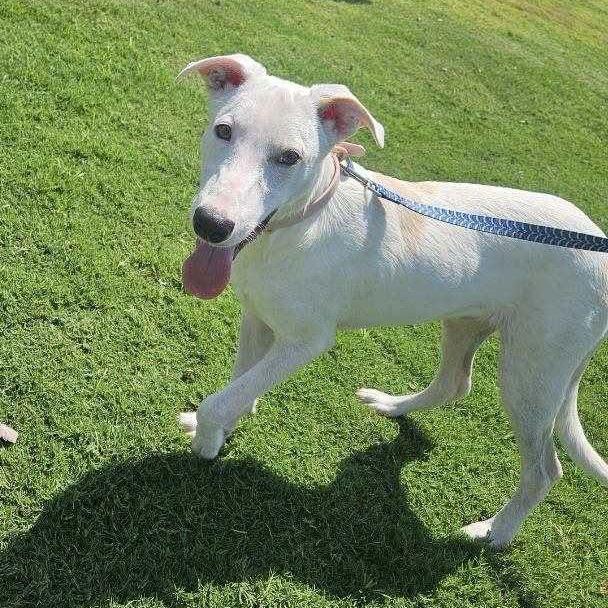 Enlarge Irving - 062903U, a Adoptable mixed breed in Tupelo, MS image 2/5