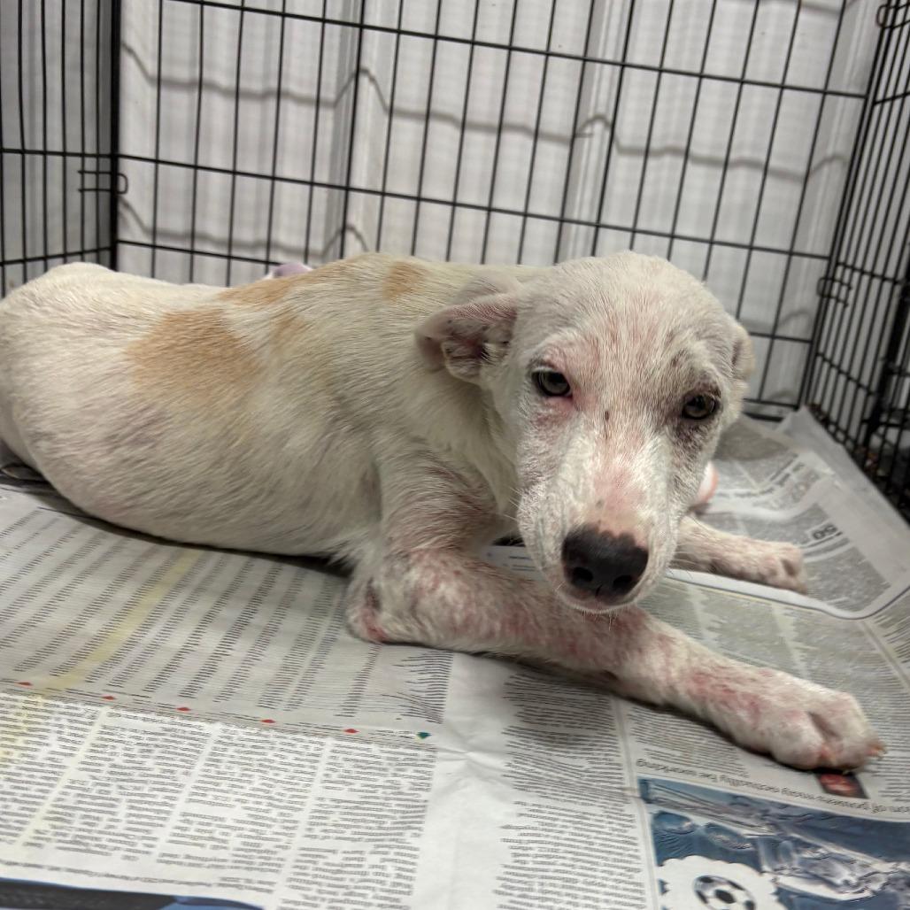 Enlarge Irving - 062903U, a Adoptable mixed breed in Tupelo, MS image 3/5