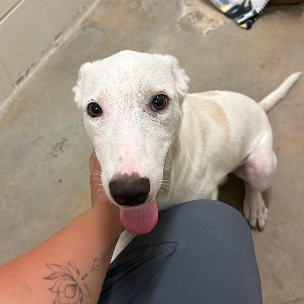 Enlarge Irving - 062903U, a Adoptable mixed breed in Tupelo, MS image 5/5