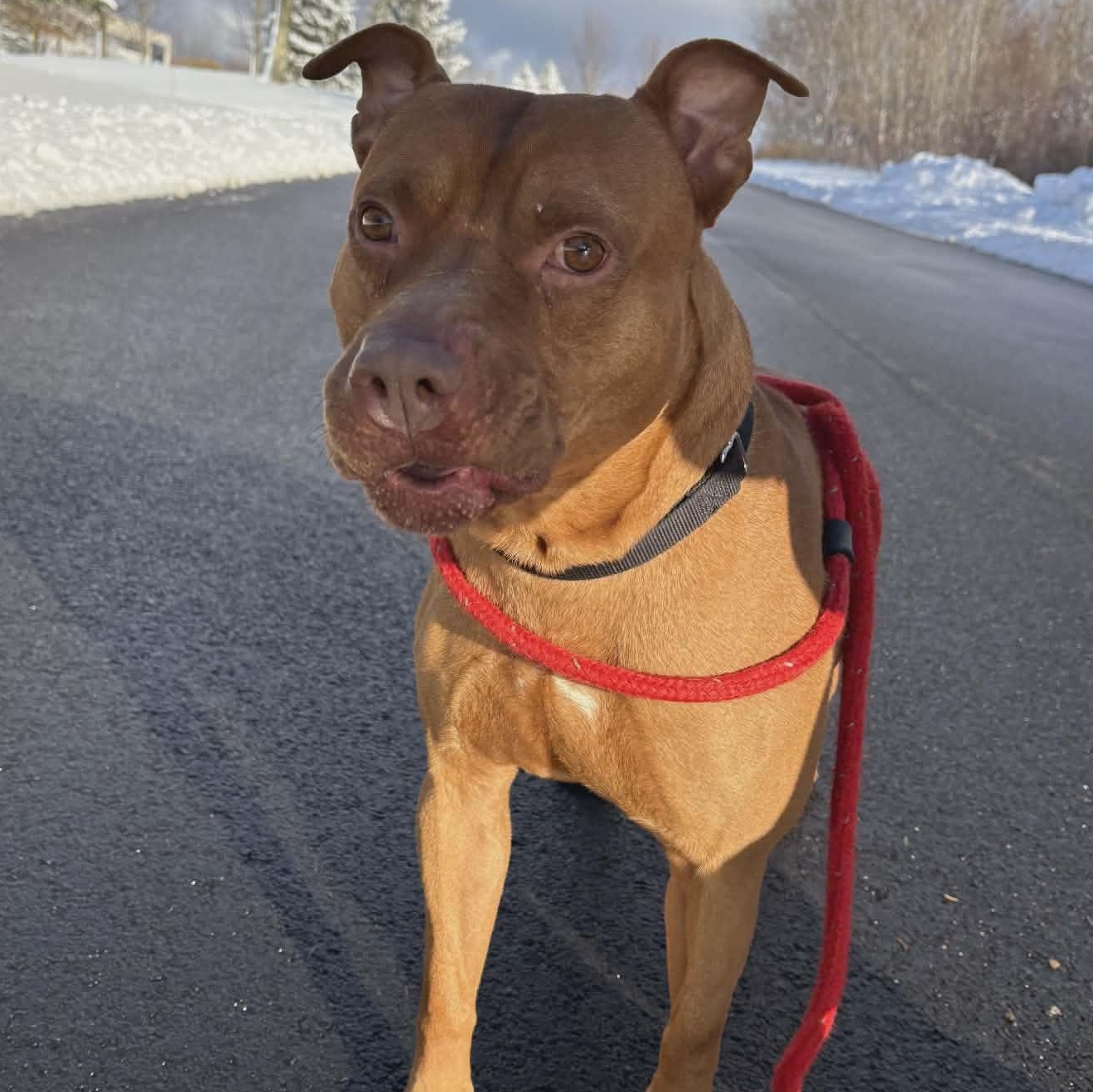 Major, ADOPTABLE, Young Male Terrier.