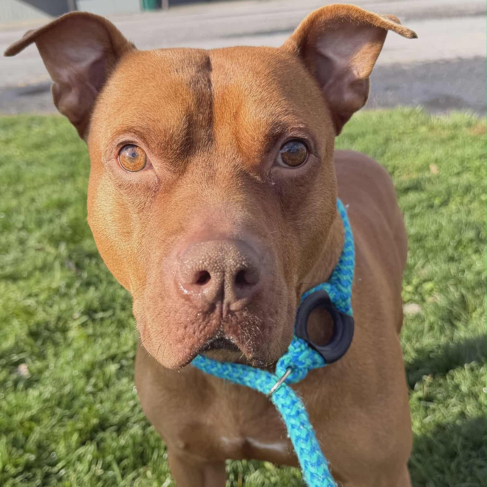 Major, ADOPTABLE, Young Male Terrier.