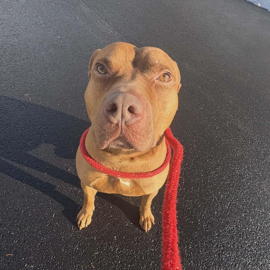 Enlarge Major, a ADOPTABLE Terrier in North Syracuse, NY image 3/5