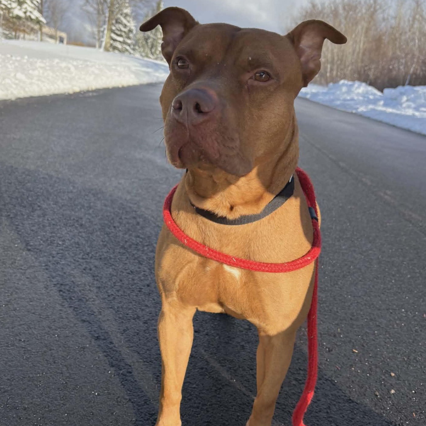 Enlarge Major, a ADOPTABLE Terrier in North Syracuse, NY image 4/5