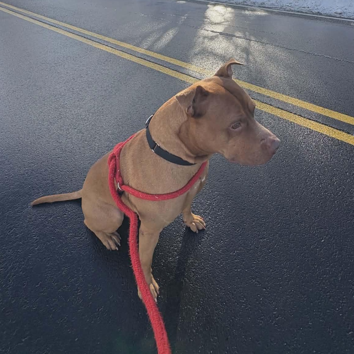 Enlarge Major, a ADOPTABLE Terrier in North Syracuse, NY image 5/5