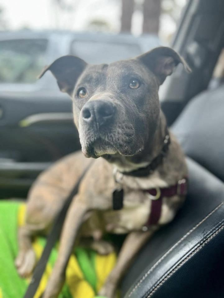 Enlarge Dona, a Adoptable mixed breed in Calera, AL image 4/6