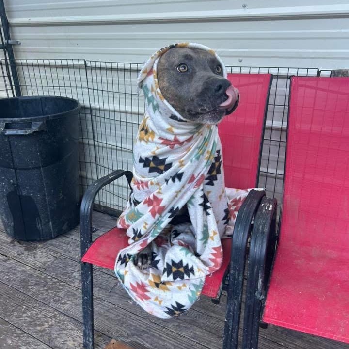 Enlarge Dona, a Adoptable mixed breed in Calera, AL image 2/6