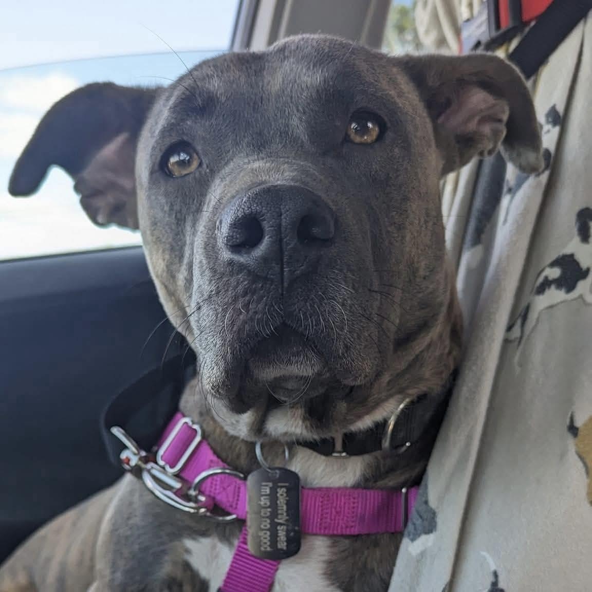 Enlarge Dona, a Adoptable mixed breed in Calera, AL image 6/6