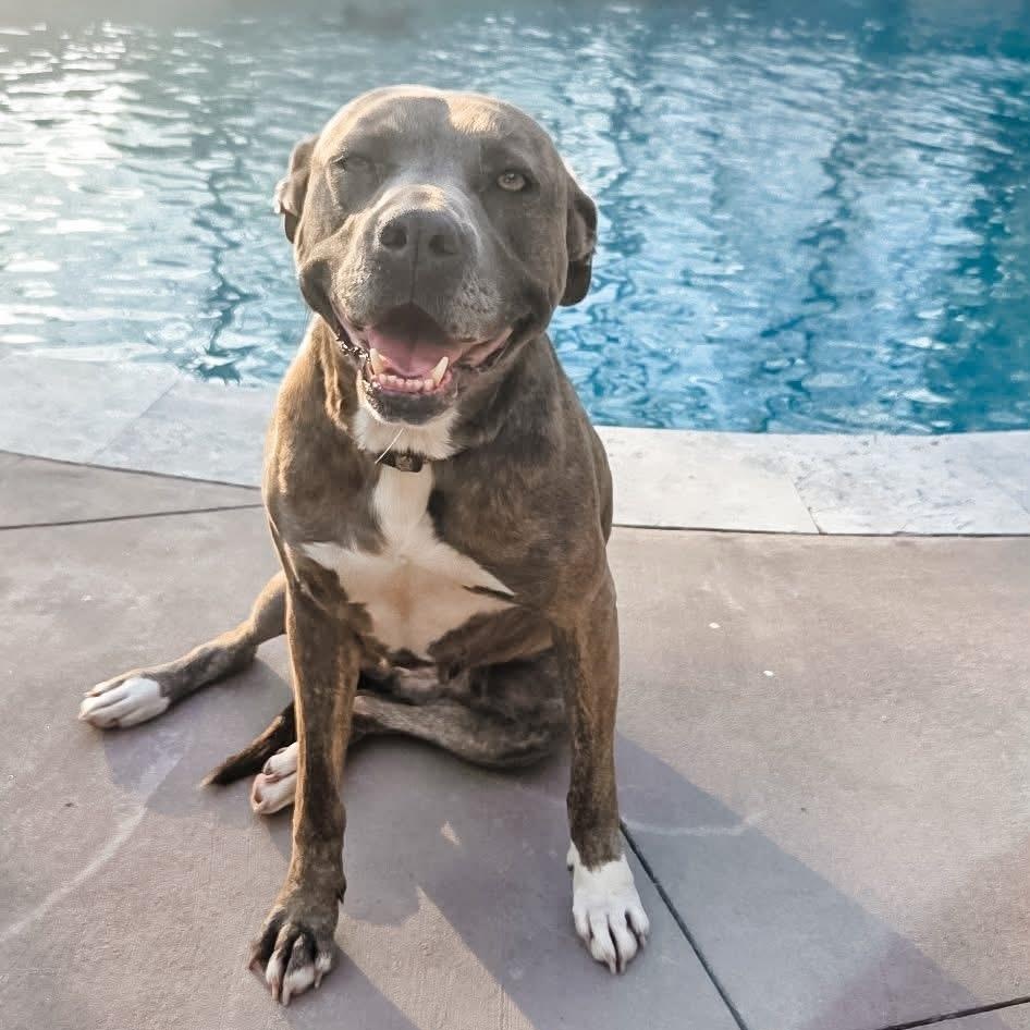 Enlarge Dona, a Adoptable mixed breed in Calera, AL image 1/6