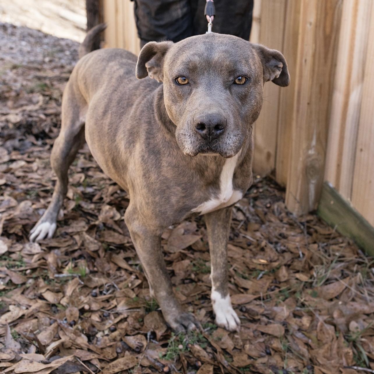 Enlarge Dona, a Adoptable mixed breed in Calera, AL image 5/6