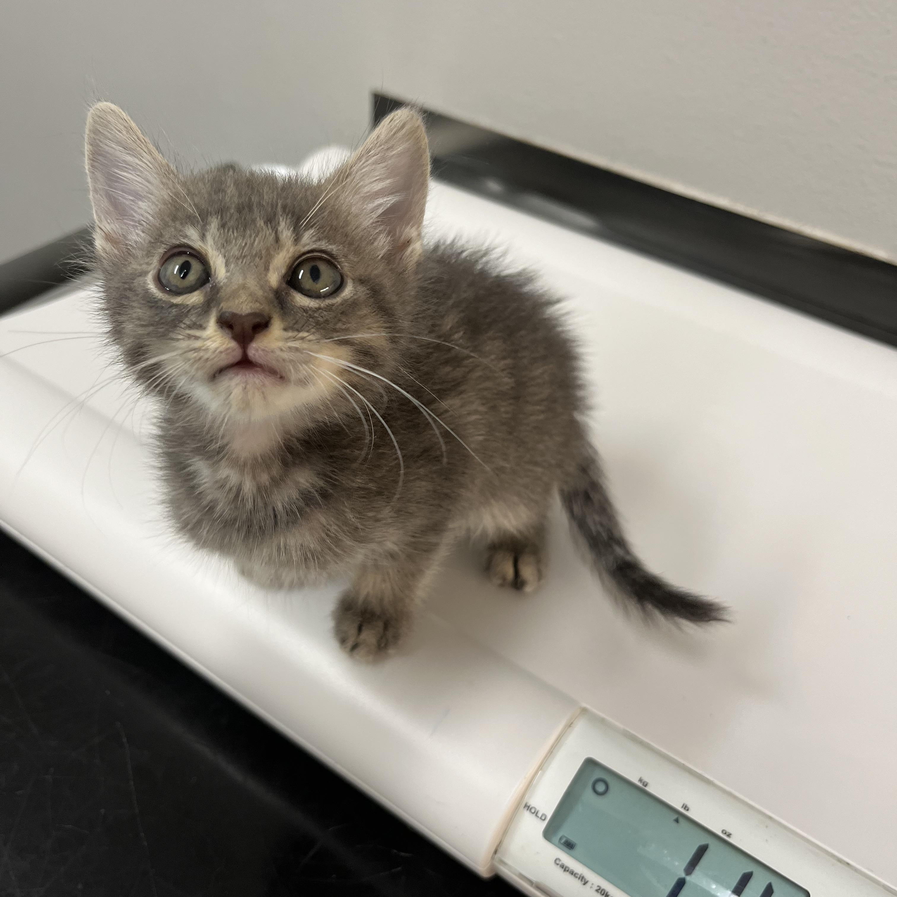 Enlarge Luca, a Adopted American Shorthair in Forney, TX image 1/2