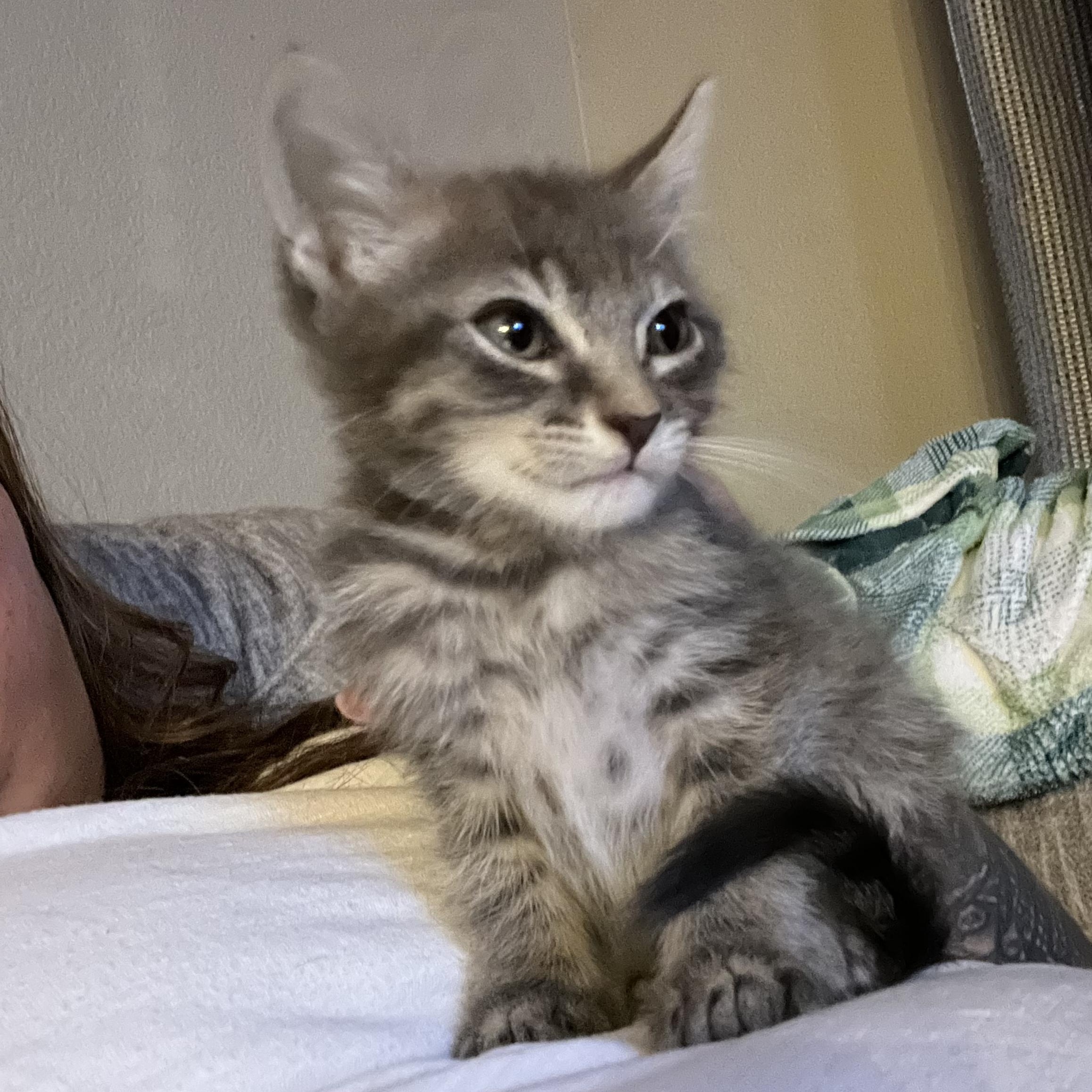 Enlarge Luca, a Adopted American Shorthair in Forney, TX image 2/2