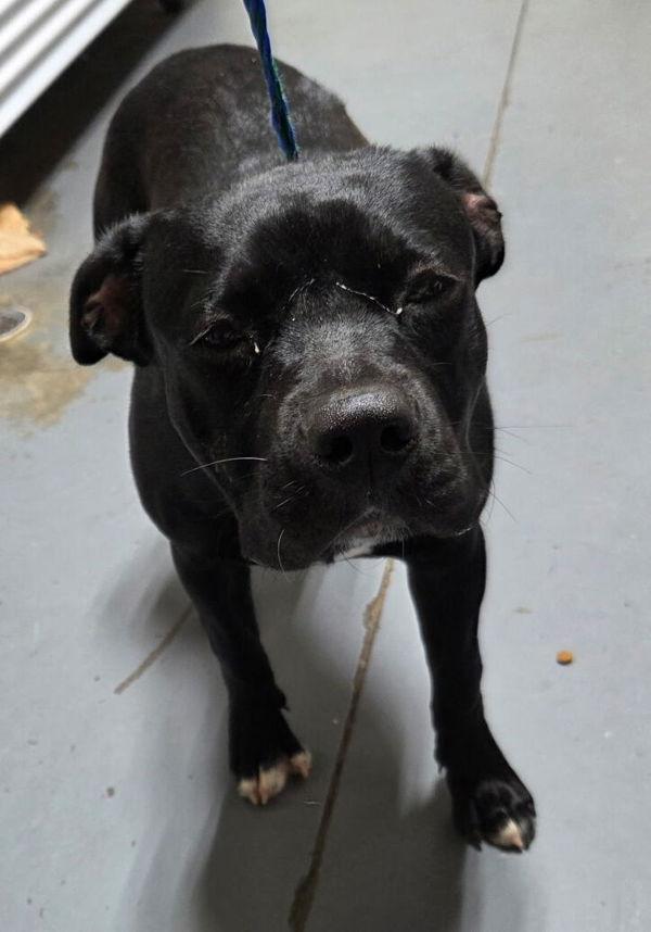 26-06-1700 Finley, Adoptable, Adult Female Pit Bull Terrier.