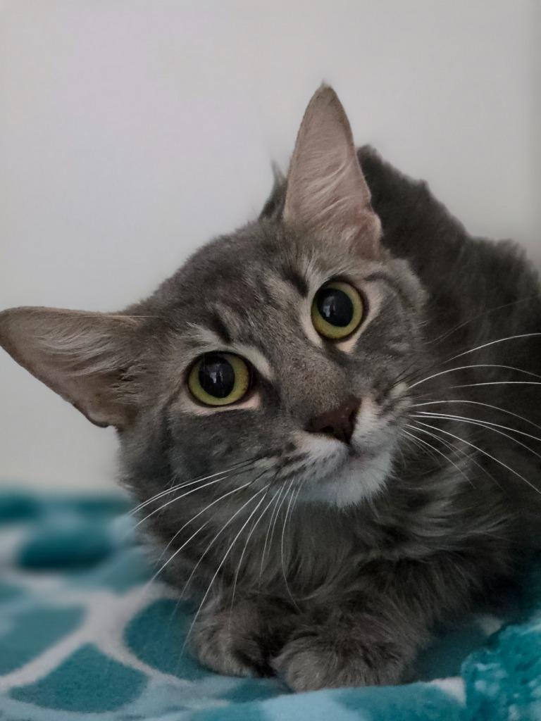 Enlarge Fluffy, a Adoptable mixed breed in Huntington, IN image 1/1