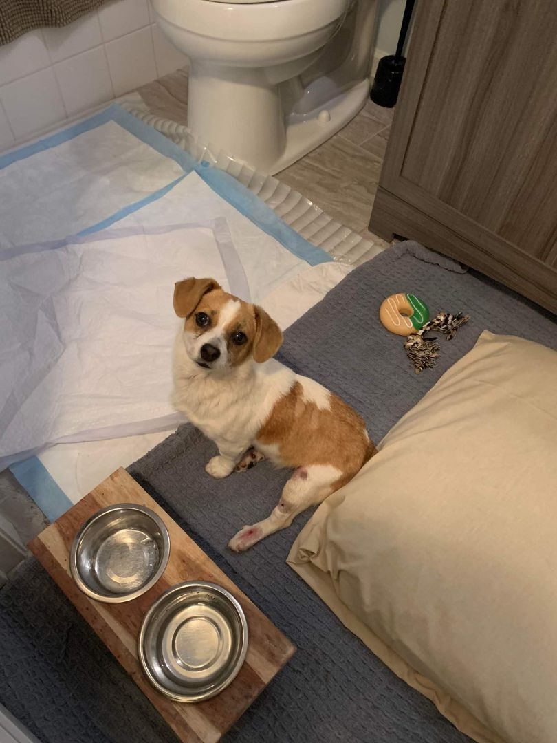 Ladybug , Adoptable, Adult Female Jack Russell Terrier & Mixed Breed.