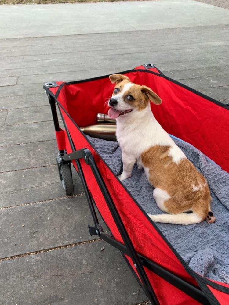 Ladybug , a Adoptable mixed breed in Vancouver, BC image 2/10