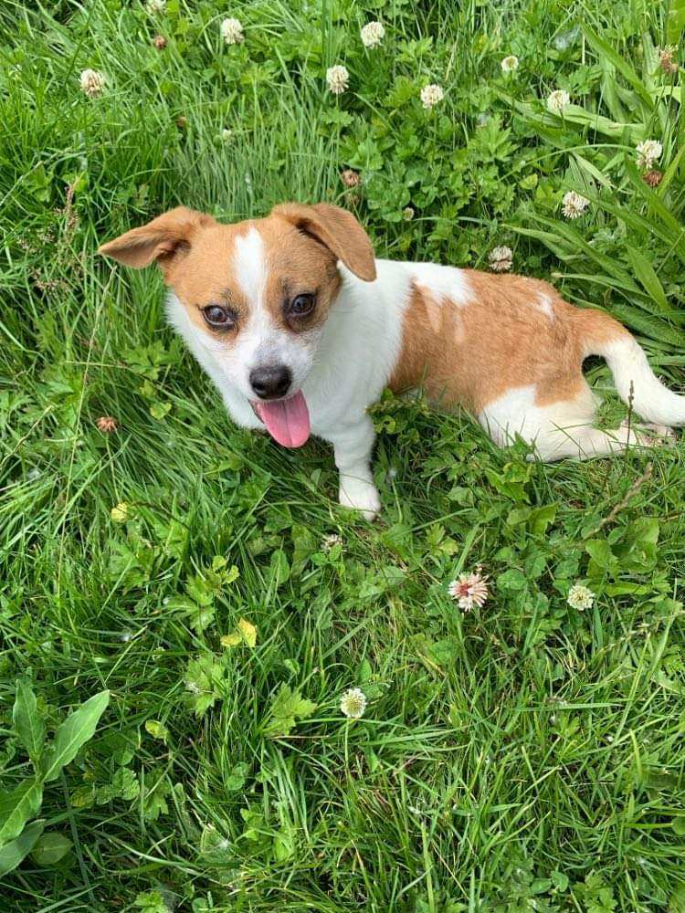 Ladybug , a Adoptable mixed breed in Vancouver, BC image 3/10