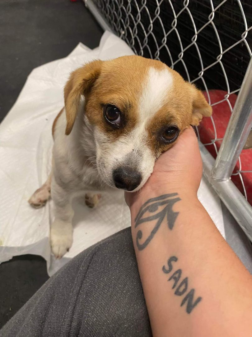 Ladybug , a Adoptable mixed breed in Vancouver, BC image 4/10