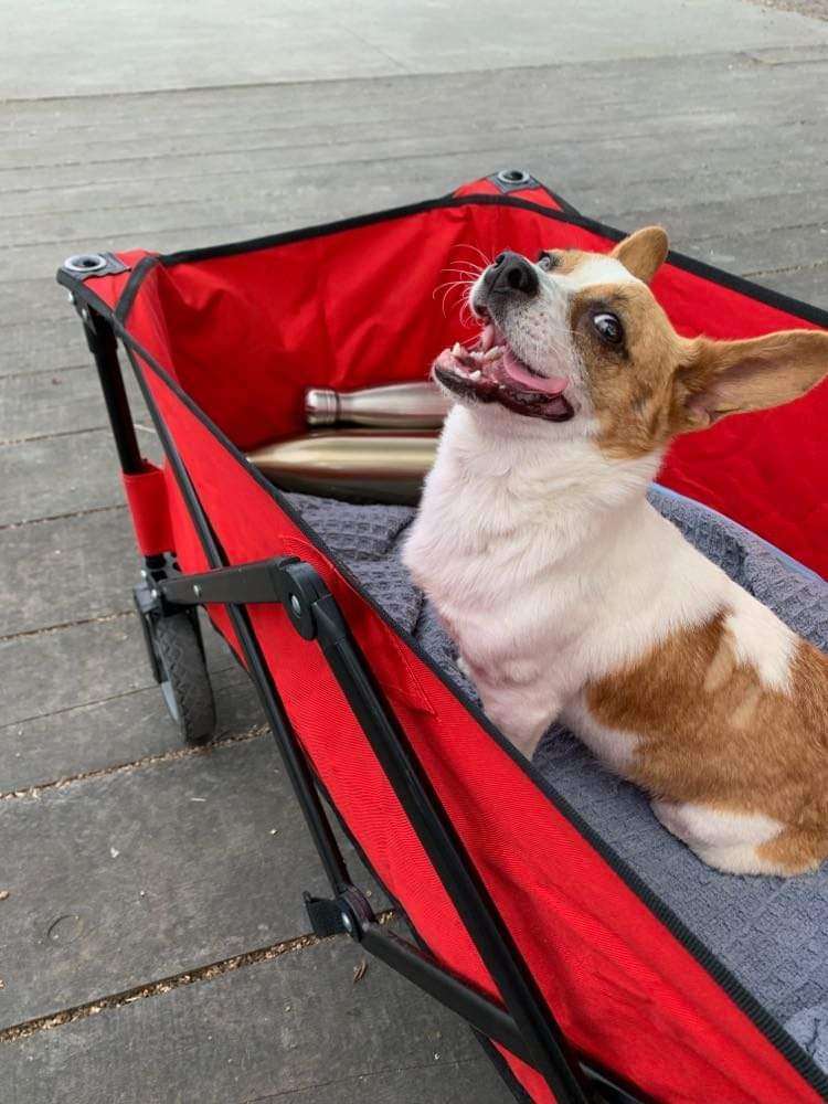 Ladybug , a Adoptable mixed breed in Vancouver, BC image 5/10