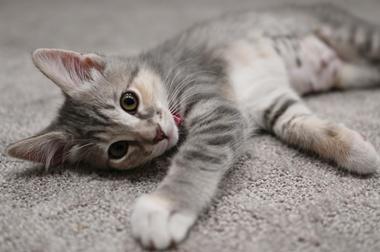 Lucy W, a ADOPTABLE Domestic Medium Hair in Fair Oaks, CA image 3/3