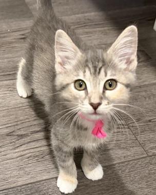 Lucy W, a ADOPTABLE Domestic Medium Hair in Fair Oaks, CA image 2/3