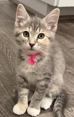 Lucy W, ADOPTABLE, Kitten Female Domestic Medium Hair.